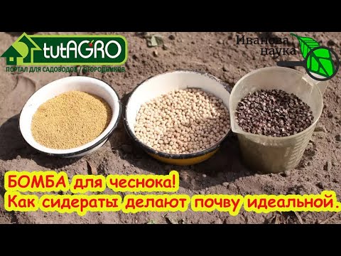 Видео: Урожай чеснока ВЗЛЕТИТ! Как сидераты творят чудеса. Посев сидератов до и после лука и чеснока.