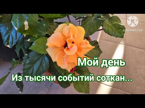 Видео: ВЛОГ МОЙ ДЕНЬ ИЗ ТЫСЯЧИ СОБЫТИЙ СОТКАН VLOG #жизньвиспании #road #vlog