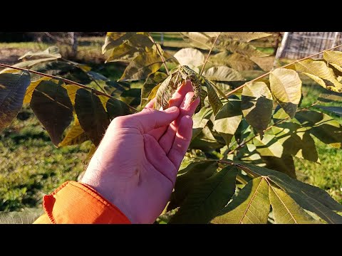 Видео: После заморозка с 29 по 30 сентября 2025 что с Грецким орехом и Пеканом