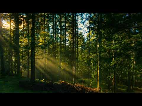 Видео: Звуки природы, шум леса, пение птиц / sounds of nature, birdsong, forest noise