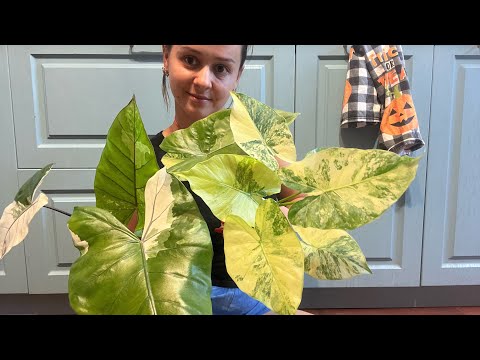 Видео: Пересаживаем Алоказии Блекстем, Гегеана Еллоу