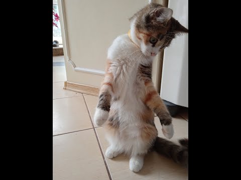 Видео: Наинежнейшее наивкуснейшее тушеное мясо