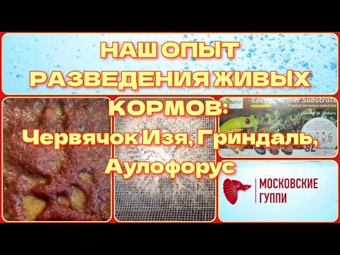 Видео: НАШ ОПЫТ РАЗВЕДЕНИЯ ЖИВЫХ КОРМОВ ДЛЯ ГУППИ: ДОМАШНИЙ ТРУБОЧНИК, АУЛОФОРУС, ГРИНДАЛЬ.
