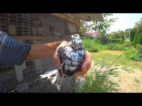 Видео: Мясо с картошкой в казане! Казан Кабоб по Кибрайски!Ташкент! Узбекистан!