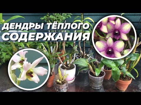 Видео: Часть 11. Инвентаризация орхидей. 16 дендробиумов тёплого содержания. Дендрофалы, спектабиле, и др