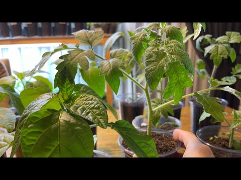 Видео: РАССАДА ВЫТЯГИВАЕТСЯ? Чем подкормить, проверенный способ