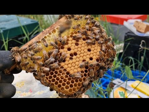 Видео: Практически конец сезона 2025. August 2025