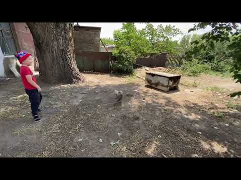 Видео: Бингоны ауызданып үйретуде Бәтөн