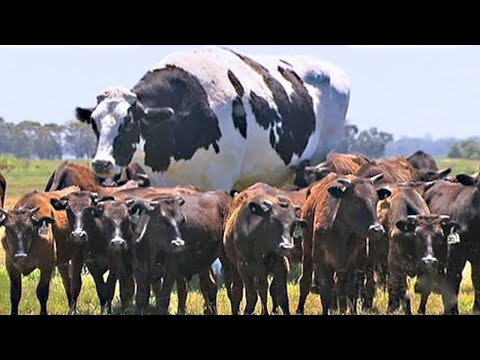 Видео: 12 Самых Невероятных Быков, в Существование Которых Сложно Поверить