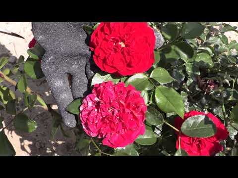 Видео: плетистая роза флорентина, питомник роз полины козловой - rozarium.biz, wattled rose Florentina