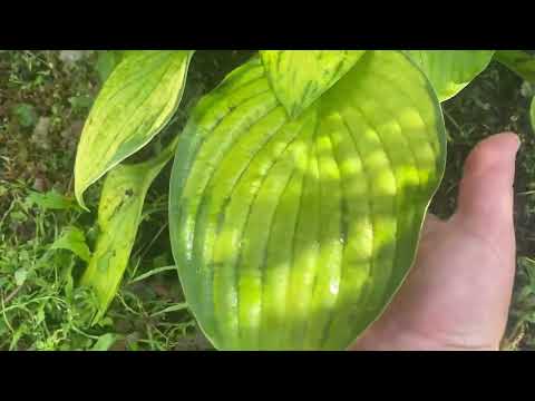 Видео: Снова вирус? 🌱🌱🌱
