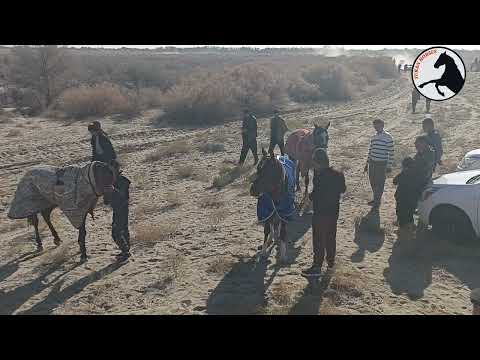 Видео: Тақтакөпір мүлікте бәйге 11 ноябрь 2025 ж