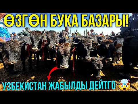 Видео: БУКАЛАР УШУНДАЙ БОЛДУ ӨЛДҮ ӨЛДҮ БОЛДУ 🤯 #байтв