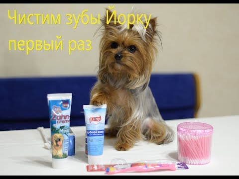 Видео: Как чистить зубы йорку первый раз