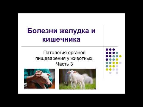 Видео: Болезни Желудка и Кишечника у Животных