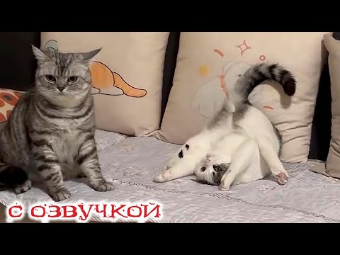 Видео: Приколы с котами! С ОЗВУЧКОЙ! СМЕШНЫЕ КОТЫ И СОБАКИ! Самые смешные животные!