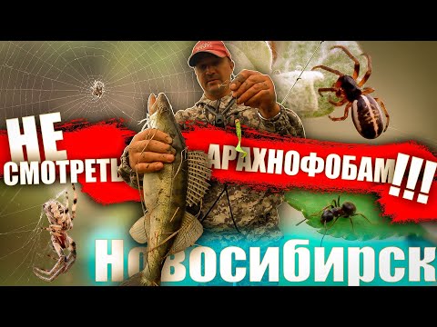 Видео: ПРИЕХАЛ РАНО УТРОМ НА РЫБАЛКУ И НЕ ПРОГАДАЛ / РЫБАЛКА НА СУДАКА В НОВОСИБИРСКЕ.