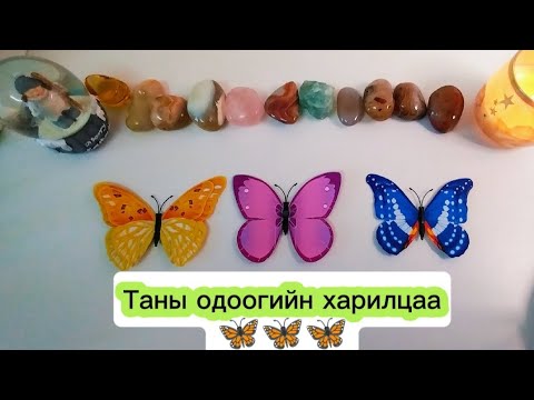 Видео: 💓🙈🙉🙊Таны одоогийн харилцааны үнэн