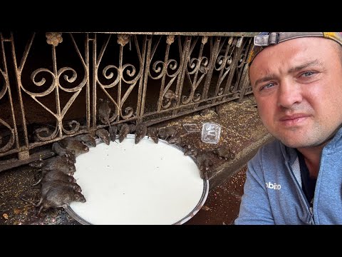 Видео: “Самое безумное место на планете — Я в Индии!”