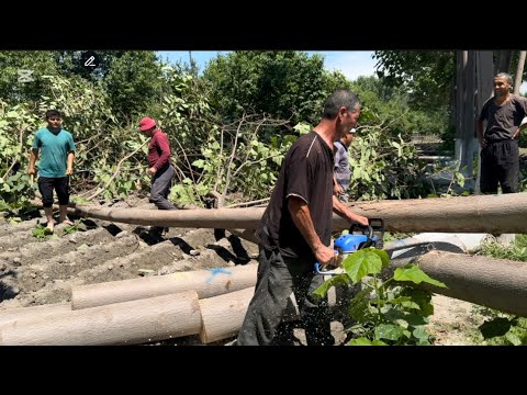Видео: Павловния 6 йилда нечпулдан сотилди  🇮🇹 Италияга жунатдик ( Павловния дерево )