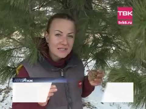Видео: «Большой репортаж ТВК»: золотая лихорадка в Красноярском крае