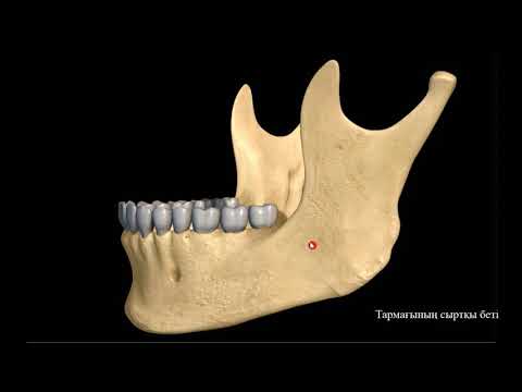Видео: Төменгі жақ сүйек, mandibula