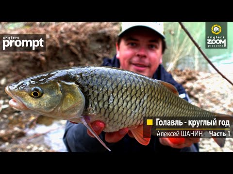 Видео: Голавль - круглый год. Алексей Шанин  Часть 1. Anglers Prompt