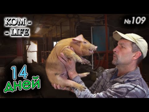 Видео: Вес дюрков в 2 недели