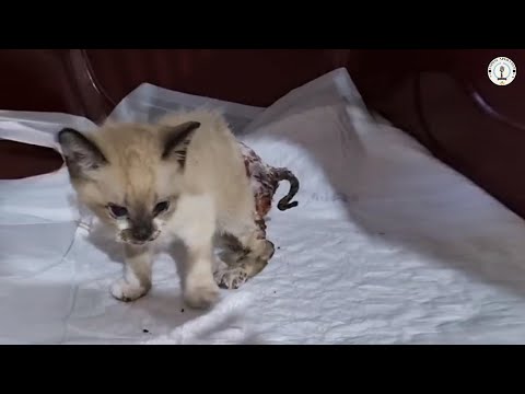 Видео: Никто не замечал его страданий, пока ветеринар не расплакался и не раскрыл правду.