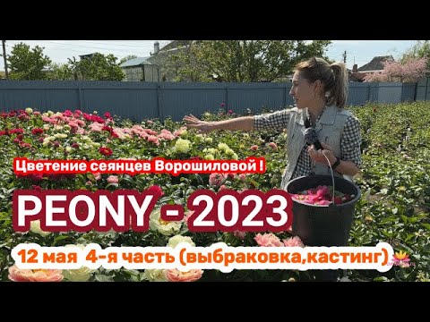 Видео: Сеянцы пионов Ворошиловой. Цветение 2023 года! Часть 5 / Сад Ворошиловой
