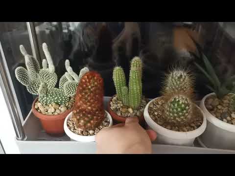 Видео: Обзор мини коллекции кактусов и суккулентов, часть 3, #cactus collection