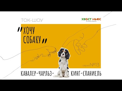 Видео: Ток-шоу «Хочу собаку». Кавалер-Кинг-Чарльз-Спаниель — плюсы и минусы породы