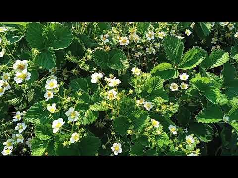 Видео: Важная подкормка клубники во время цветения!