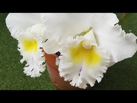 Видео: Цветение cattleya Brenda , Blc. Pastoral 'Innocence '