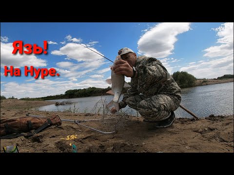 Видео: Рыбалка На Нуре / Язь На Кукурузу /