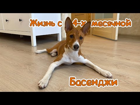 Видео: Басенджи в 4 месяца, как прожили месяц, что нового? | Basenji 4 months old