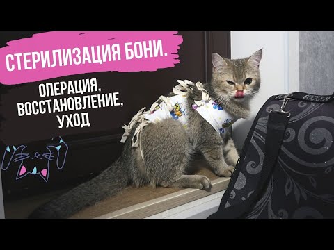 Видео: СТЕРИЛИЗОВАЛИ НАШУ ШОТЛАНДСКУЮ КОШКУ!