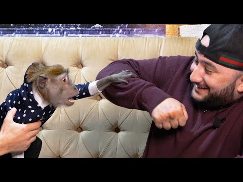 Видео: В гостях эпатажный Джими !  обезьяна  тест на психику
