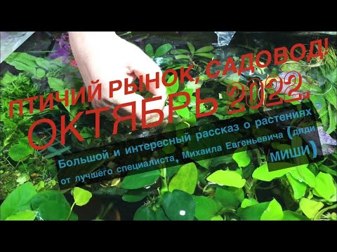 Видео: ПТИЧИЙ РЫНОК, САДОВОД. ОБЗОР ОКТЯБРЬ 2022. ЛУЧШИЙ СПЕЦИАЛИСТ ПО РАСТЕНИЯМ НА ПТИЧЬЕМ РЫНКЕ.