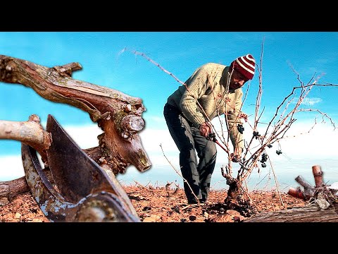 Видео: ОБРЕЗКА ЛОЗЫ или «скрепление луком». Обрезка и сбор веток для использования или продажи