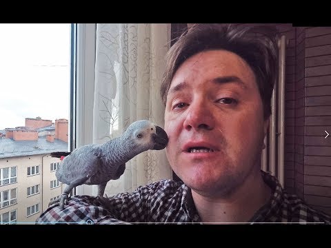 Видео: ПРОЩАНИЕ С ЛЮБИМЫМ ПОПУГАЕМ С ЖАКО ПЕТРУНЕЙ (архивное видео)