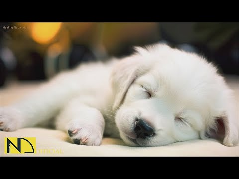 Видео: 20 часов любимой музыки собак🐶💖Музыка для сна собак 🐶🎵 Музыка для снятия беспокойства при разлуке🎵