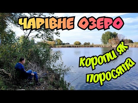 Видео: РИБОЛОВЛЯ НА ГАРНОМУ ОЗЕРІ \ ЗБИРАЄМО ГРИБИ І ГАРНО ВІДПОЧИВАЄМО НА ПРИРОДІ