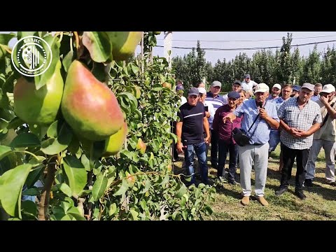 Видео: Выращивание промышленных сортов груши на современных подвоях. ООО ПКФ "Базис", Стерлев А. Д.