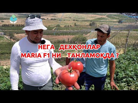 Видео: Maria F1 Хосидор помидор, хам очиқ дала хам теплицага