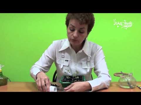 Видео: Как вырастить розы из семян  ЧАСТЬ 4