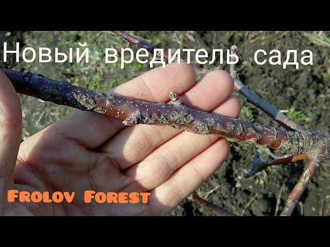Видео: Буйлововидная цикада.🐛 Поражение и способы борьбы.🐜