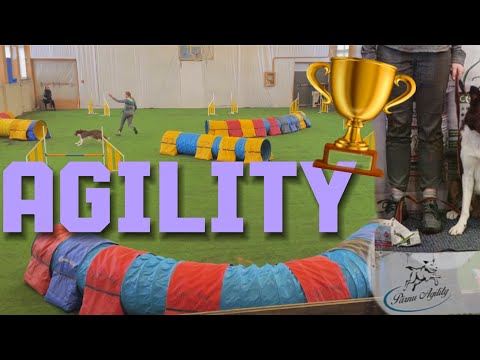 Видео: Едем на соревнования по аджилити в Пярну 😍