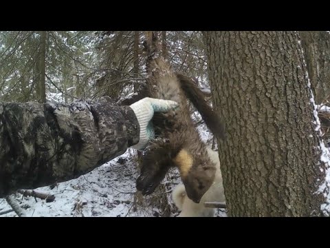 Видео: Промысловая охота на куницу. Проверка путика. Страшный зверь...
