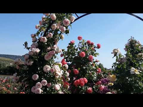 Видео: Арки из плетистых роз .Питомник роз Полины Козловой rozarium.biz
